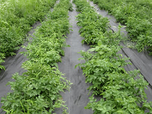 Load image into Gallery viewer, Weed Mat 2m x 100m