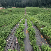 Load image into Gallery viewer, Weed Mat 1M x 100M (0.029m3 - 8.4kg)